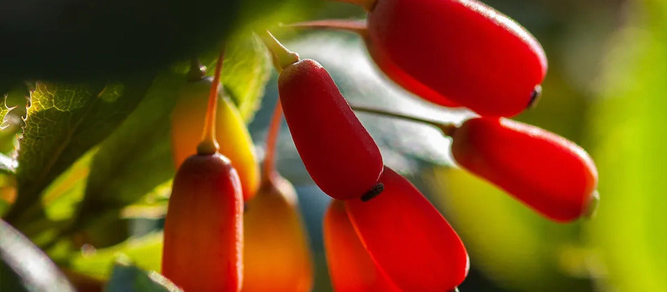 Berberine for Blood Sugar: What the Research Actually Says